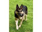 Adopt Emmy a German Shepherd Dog