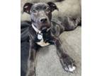 Adopt Sassafras a Pit Bull Terrier, Standard Poodle