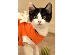 Adopt Impa a Domestic Short Hair