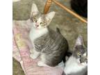 Adopt Peanut a Domestic Short Hair