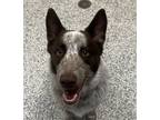 Adopt Roo a Shepherd, Australian Cattle Dog / Blue Heeler