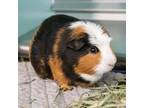 Adopt Dude a Guinea Pig