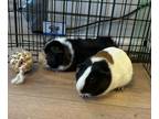 Adopt Yogi and Booboo a Guinea Pig