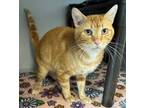 Adopt Silvio a Domestic Short Hair