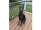 Adopt Zoltan a Doberman Pinscher