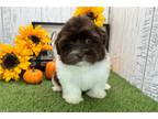 Havanese Puppy for sale in South Bend, IN, USA