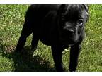 Cane Corso Puppy for sale in Little Rock, AR, USA