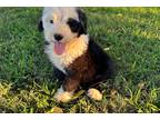 Old English Sheepdog Puppy for sale in Joplin, MO, USA