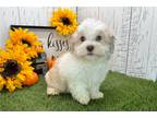 Havanese Puppy for sale in South Bend, IN, USA