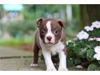 Boston Terrier Puppy for sale in Canton, OH, USA