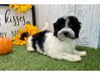 Havanese Puppy for sale in South Bend, IN, USA