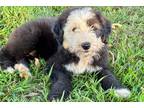 Old English Sheepdog Puppy for sale in Joplin, MO, USA