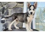 Siberian Husky Puppy for sale in Fort Wayne, IN, USA