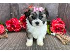 Havanese Puppy for sale in Fort Wayne, IN, USA