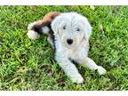 Old English Sheepdog Puppy for sale in Joplin, MO, USA