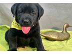 Labrador Retriever Puppy for sale in Kirksville, MO, USA