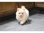 Pomeranian Puppy for sale in Kansas City, MO, USA