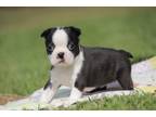 Boston Terrier Puppy for sale in Joplin, MO, USA