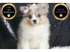 Pomeranian Puppy for sale in Fort Wayne, IN, USA