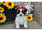 Havanese Puppy for sale in Fort Wayne, IN, USA