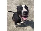 Adopt 2407-0491 Linus a Pit Bull Terrier