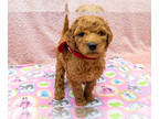 Goldendoodle (Miniature) PUPPY FOR SALE ADN-816203 - 18 pounds as adult Deep Red