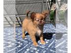 Chihuahua PUPPY FOR SALE ADN-816237 - Sonya Female chihuahua