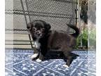 Chihuahua PUPPY FOR SALE ADN-816241 - Freya Female chihuahua