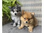 Pomeranian PUPPY FOR SALE ADN-816385 - POMERANIAN PUPPIES FOR SALE