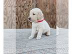 Golden Retriever PUPPY FOR SALE ADN-816483 - Beautiful golden retriever puppies