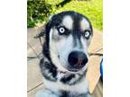 Adopt Whistle a Siberian Husky