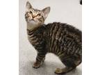 Adopt Wayne a Domestic Short Hair