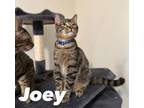 Adopt Joey a Domestic Short Hair