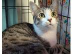 Adopt Nosey Girl a Tabby