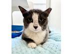 Adopt Gracie Lou a Domestic Short Hair