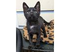 Adopt 37 - Martini a Domestic Short Hair