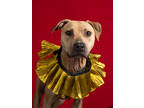 Adopt Mulan a Mixed Breed