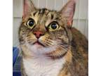 Adopt Harper a Domestic Short Hair