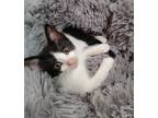 Adopt Tennille a Domestic Medium Hair