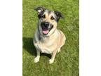 Adopt Joy a Anatolian Shepherd, Alaskan Malamute