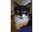 Adopt Tianna a Domestic Long Hair