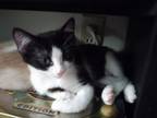 Adopt Glory a Domestic Short Hair