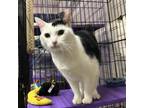 Adopt Felicity a Domestic Short Hair