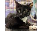 Adopt Kami a Domestic Short Hair