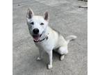 Adopt Koda a Husky, Shepherd