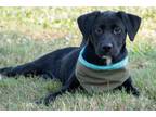 Adopt Fettuccine a Retriever, Mixed Breed