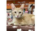 Adopt Ginger a Domestic Short Hair