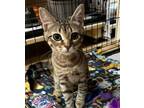 Adopt Maple a Domestic Short Hair