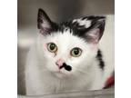 Adopt Speckles *In Foster* a Domestic Short Hair