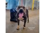 Adopt Mystique a Pit Bull Terrier